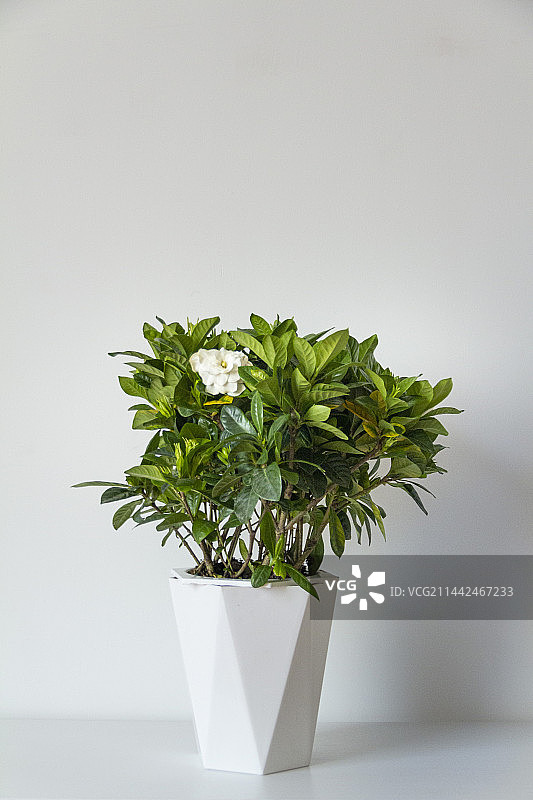 极简·绿色盆栽图片素材