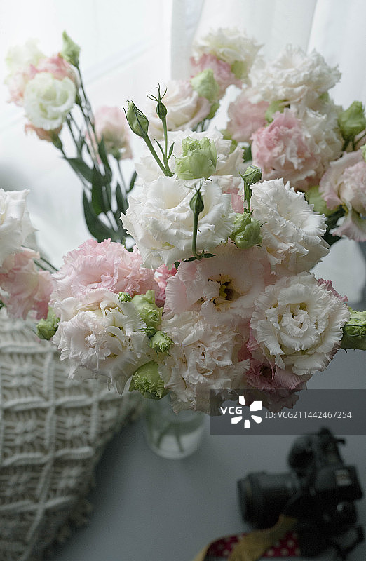 洋桔梗图片素材