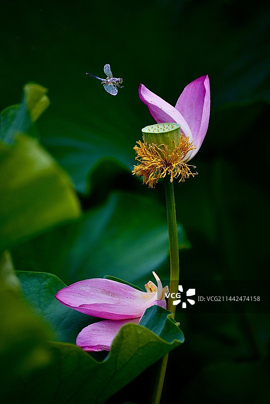 荷花与蜻蜓图片素材