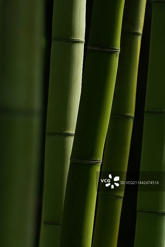 竹林线条图片素材