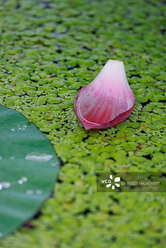 夏日荷塘落花瓣图片素材