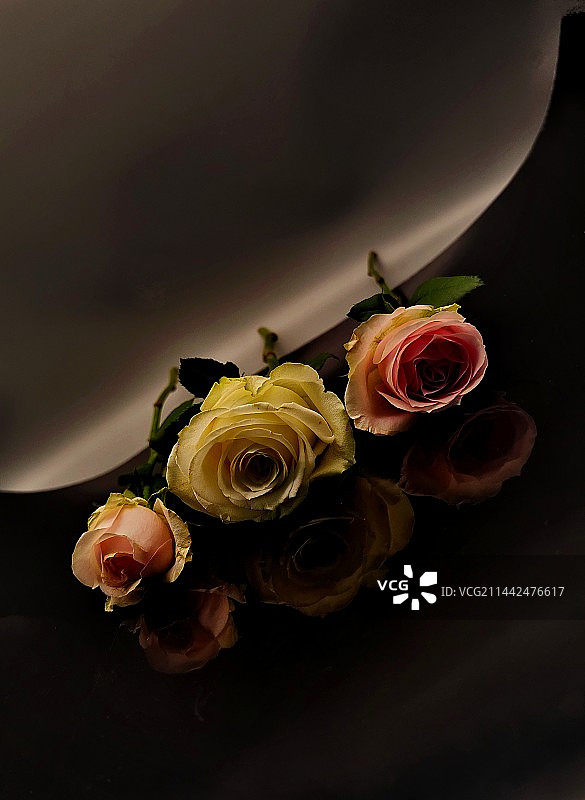 玫瑰光影图片素材