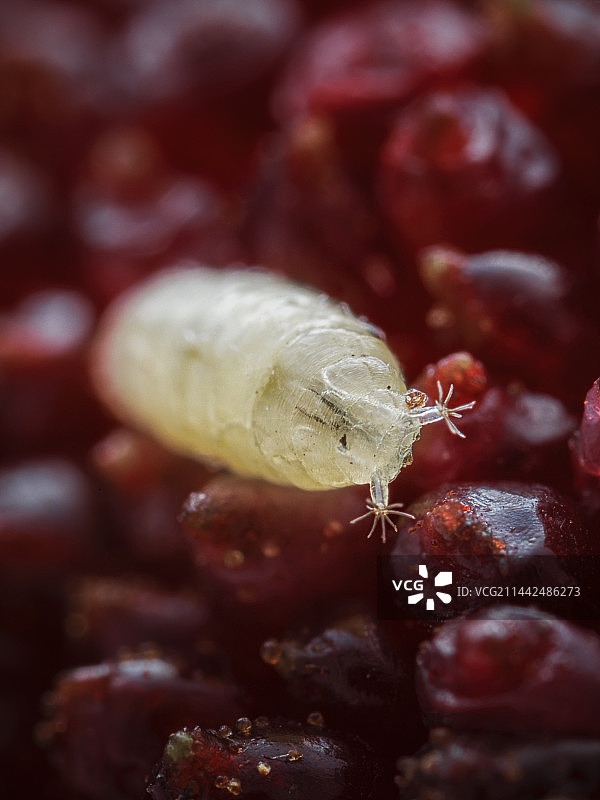 杨梅虫果蝇幼虫微距特写图片素材