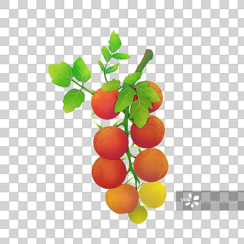 樱桃番茄图片素材