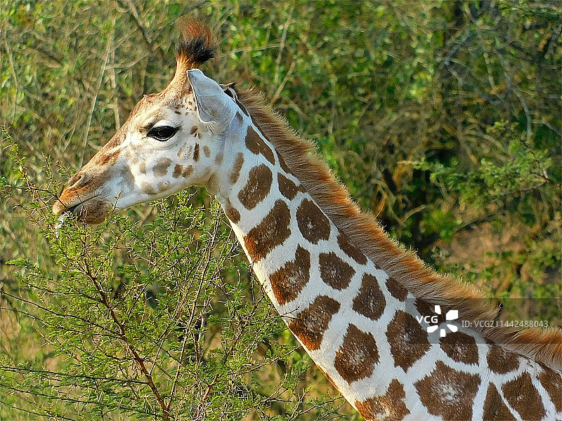 野外动物长颈鹿图片素材