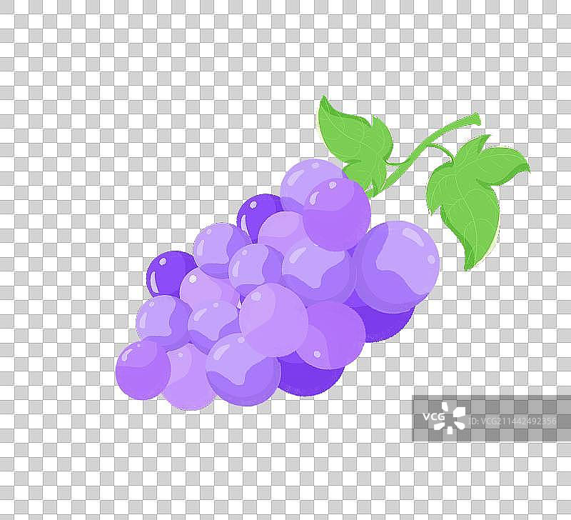 手绘水彩水果葡萄素素材插画图片素材