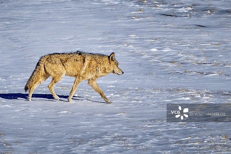 草原狼图片素材