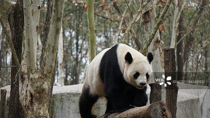 大熊猫图片素材