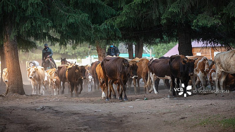 牧归图片素材