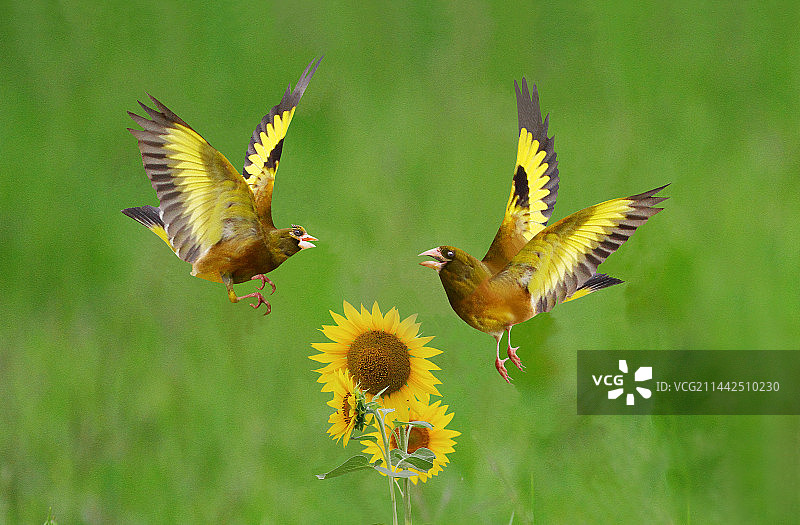 调情 @ 金翅雀          夏季来临啦！每当向日葵花盛开的时侯，就是金翅雀调情觅食的时刻图片素材