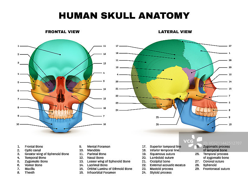 人类头骨解剖信息图图片素材