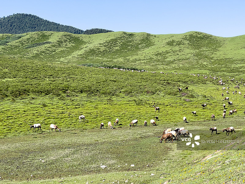 甘肃省甘南当周草原图片素材