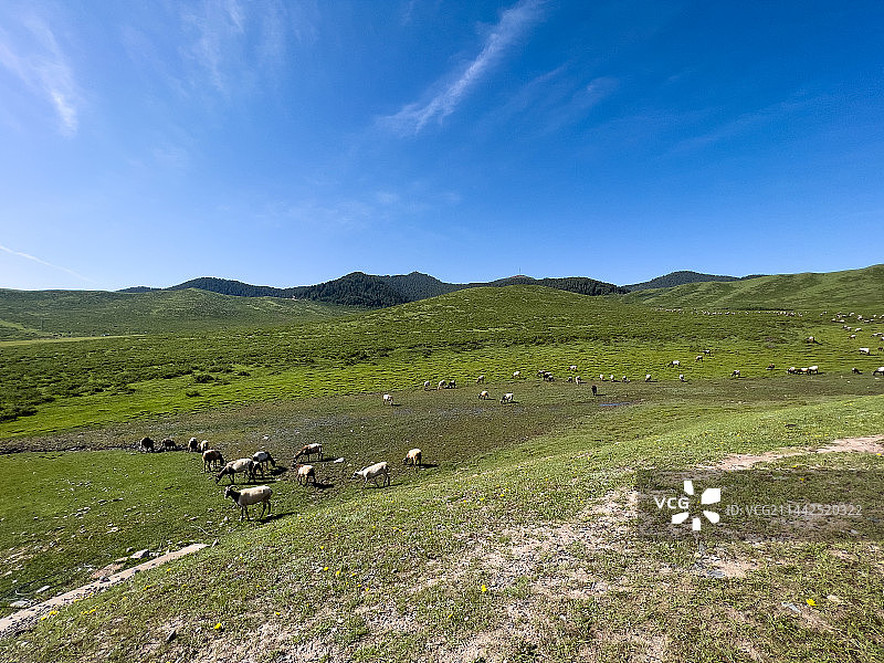 甘肃省甘南当周草原图片素材