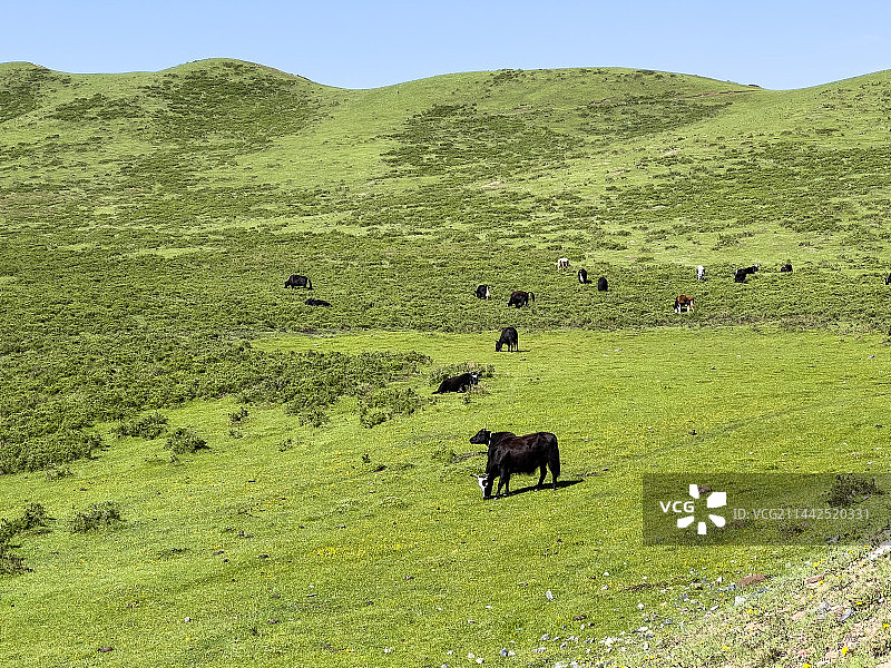 甘肃省甘南当周草原图片素材