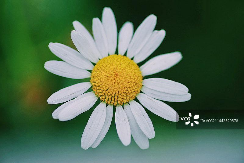 一年蓬 菊科飞蓬属植物图片素材