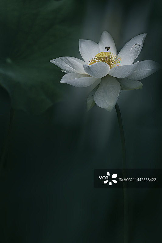 可远观而不可亵玩焉，心中的那朵白莲花后期图片素材