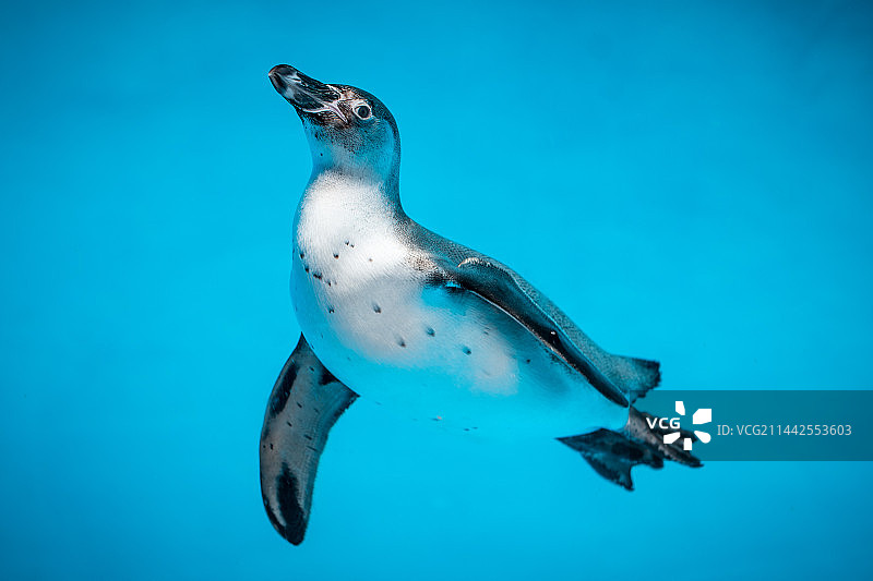 海边企鹅动物园图片素材