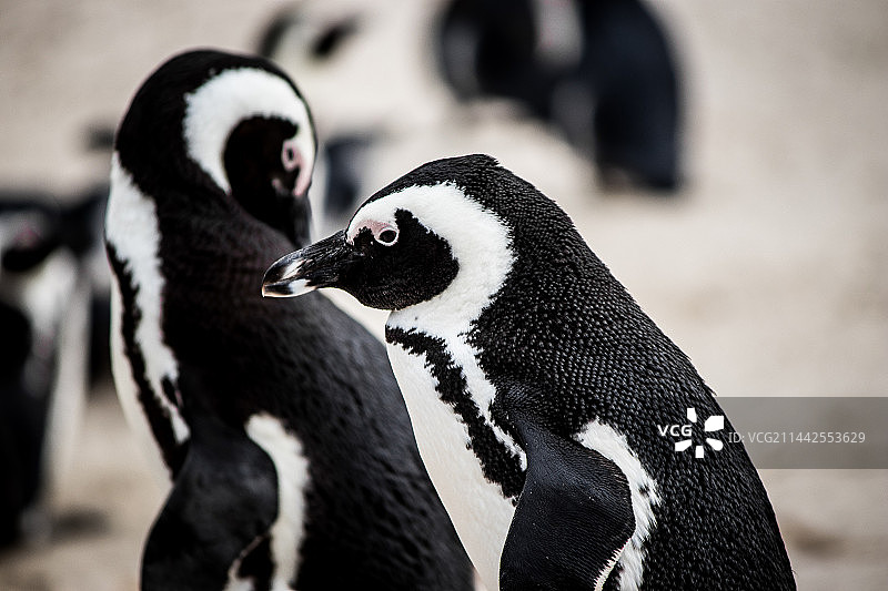 海边企鹅动物园图片素材