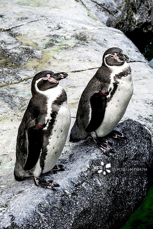 海边企鹅动物园图片素材