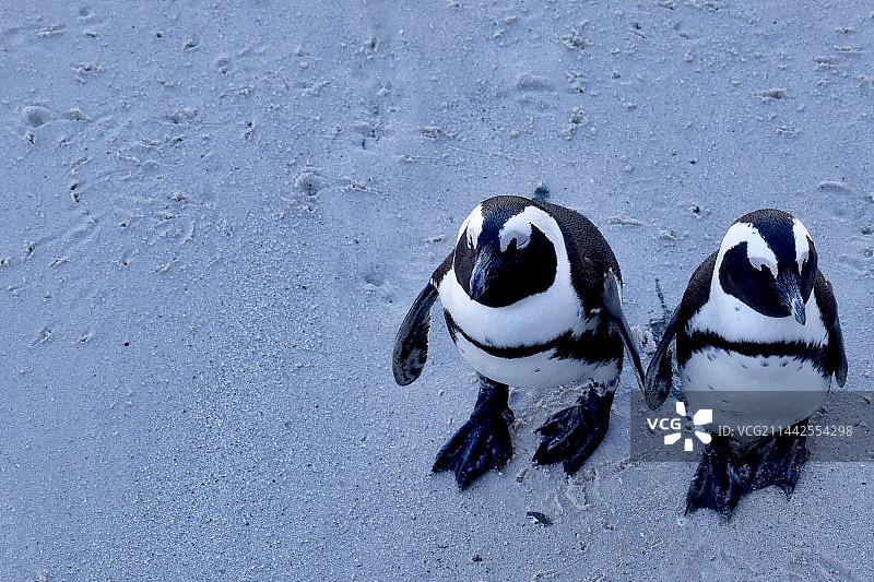 海边企鹅动物园图片素材