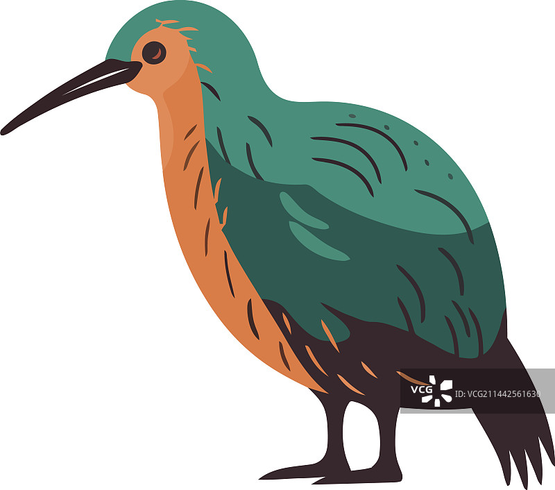 黄色羽毛长喙鸟图片素材