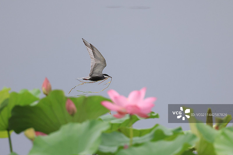 飞越（须浮鸥）图片素材