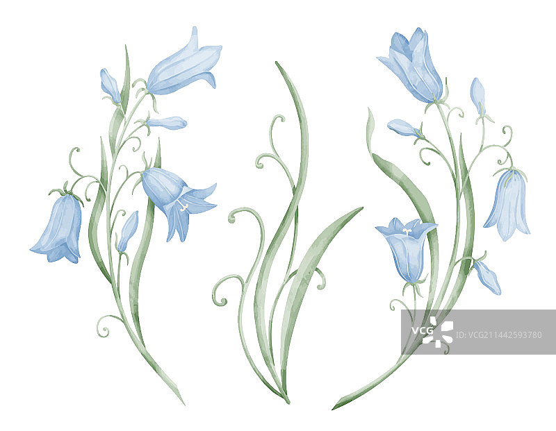 手绘水彩蓝色风铃花图片素材