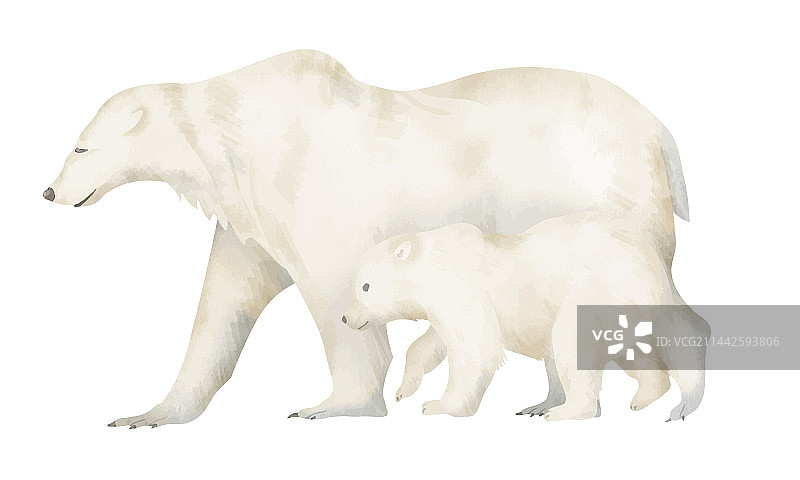 手绘白色大北极熊和小熊图片素材