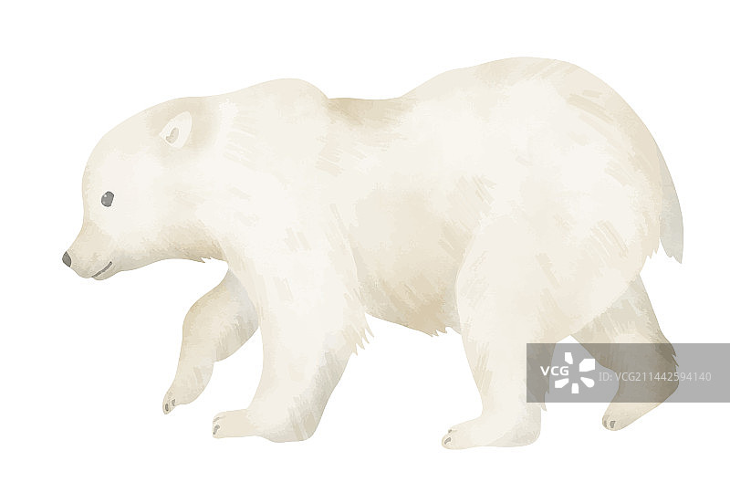 手绘白色小熊幼崽，背景已分离图片素材