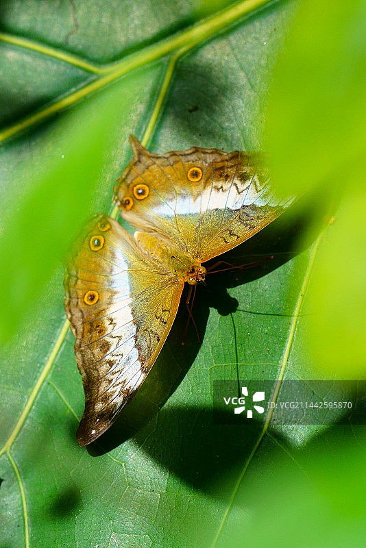 迪氏文蛺蝶（学名：Vindula dejone）摄于新加坡樟宜机场蝴蝶园图片素材