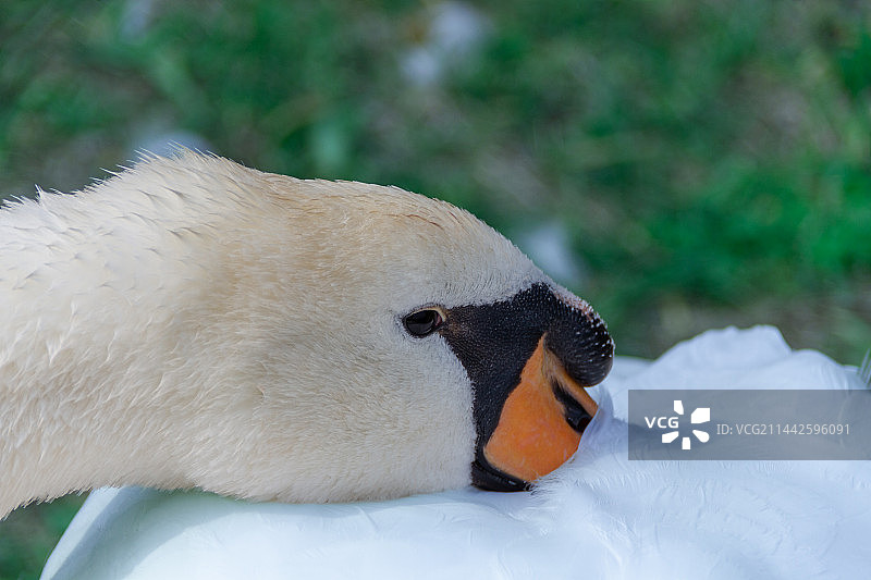 白天鹅头部特写 眼睛特写 绿色背景图片素材