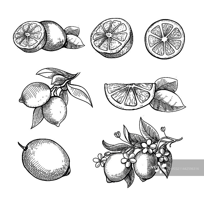 手绘青柠或柠檬水果组合与叶子图片素材