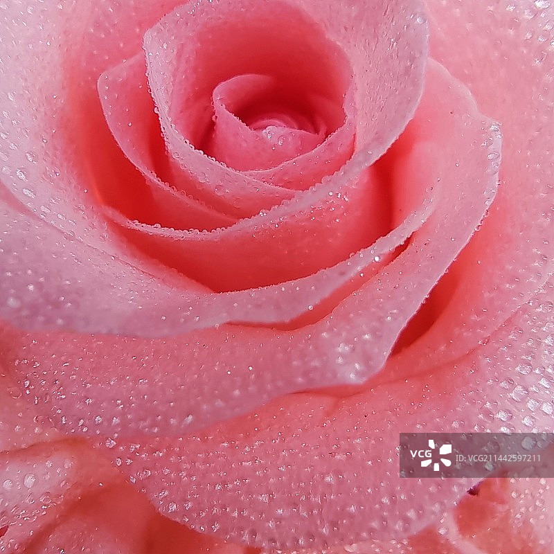 湿粉红玫瑰特写镜头图片素材