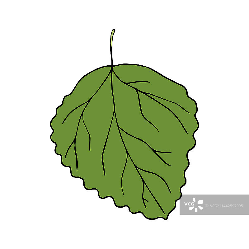 卡通风格的白杨树叶图片素材