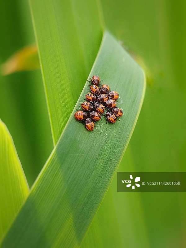 相伴而生图片素材