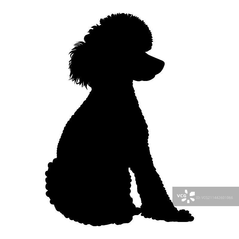 坐在白色背景上的贵宾犬剪影图片素材