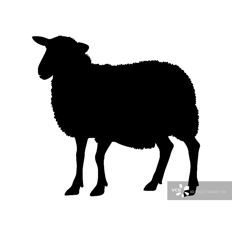 白色背景上的绵羊轮廓图片素材