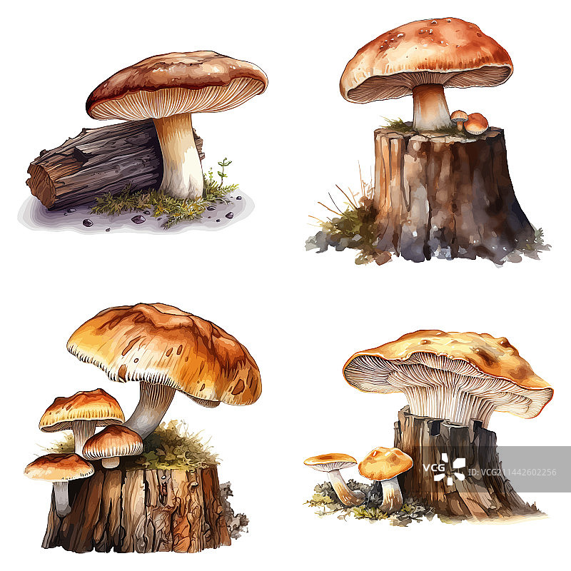 原木上蘑菇的高细节水彩画图片素材
