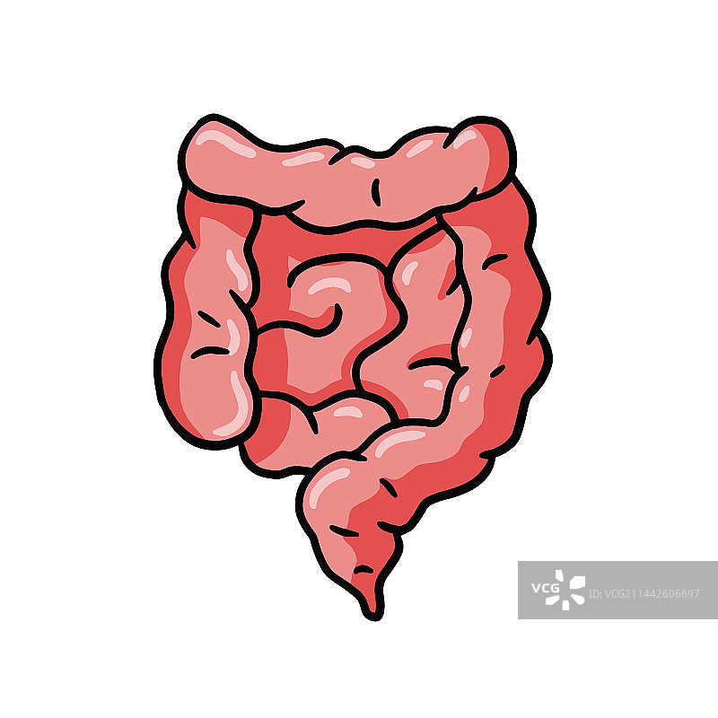 肠道内脏图片素材