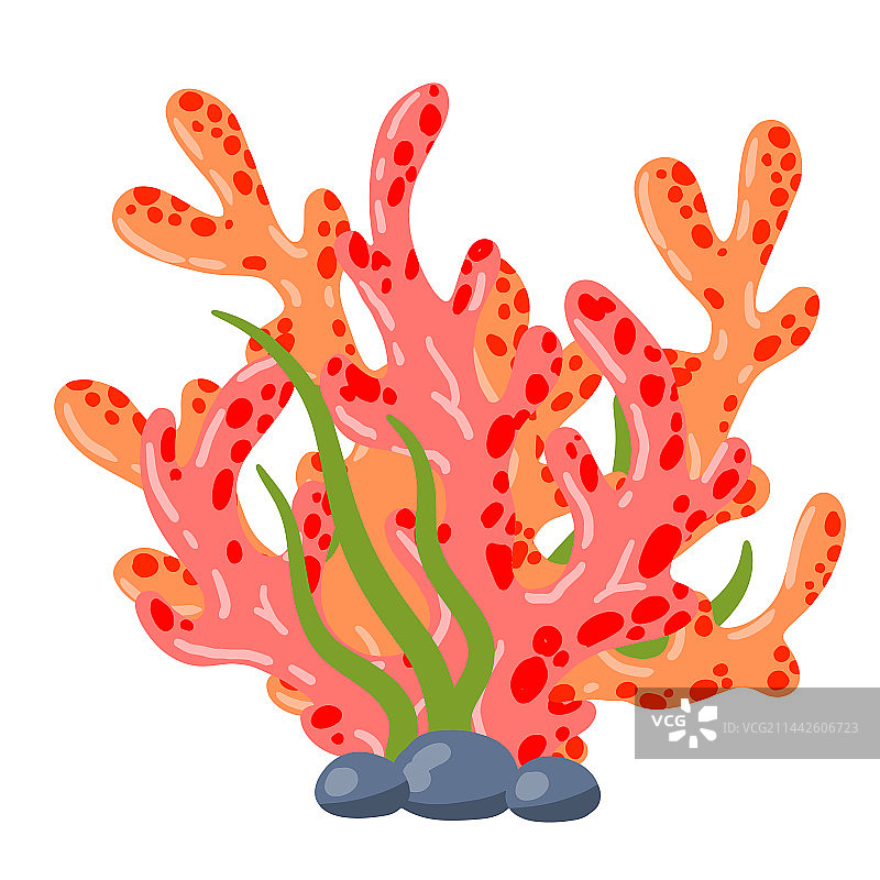 珊瑚礁和海藻水下植物图片素材