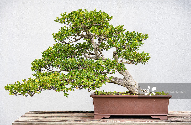 盆景黄杨图片素材