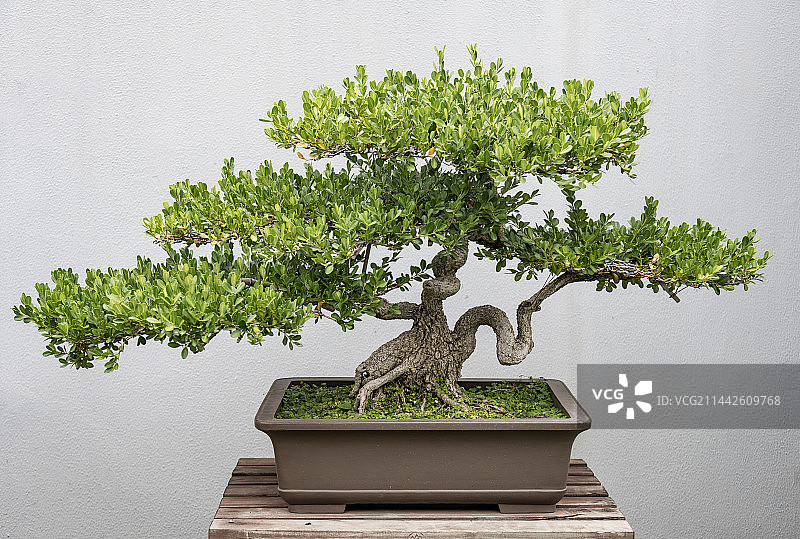 盆景黄杨图片素材