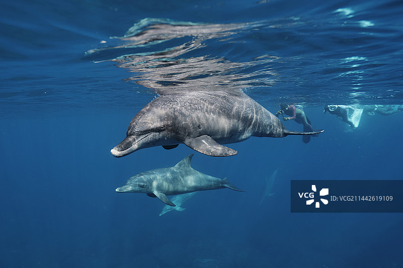 御藏岛的海豚图片素材