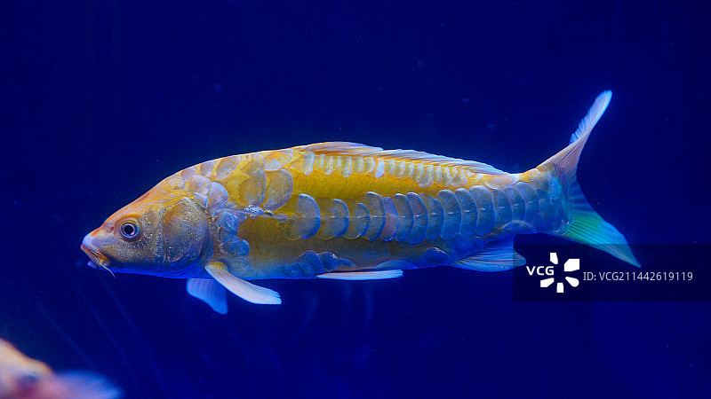 鱼在海里游泳的特写镜头图片素材