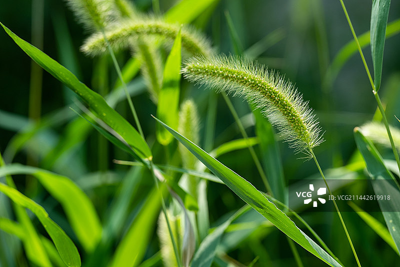 狗尾巴草特写图片素材