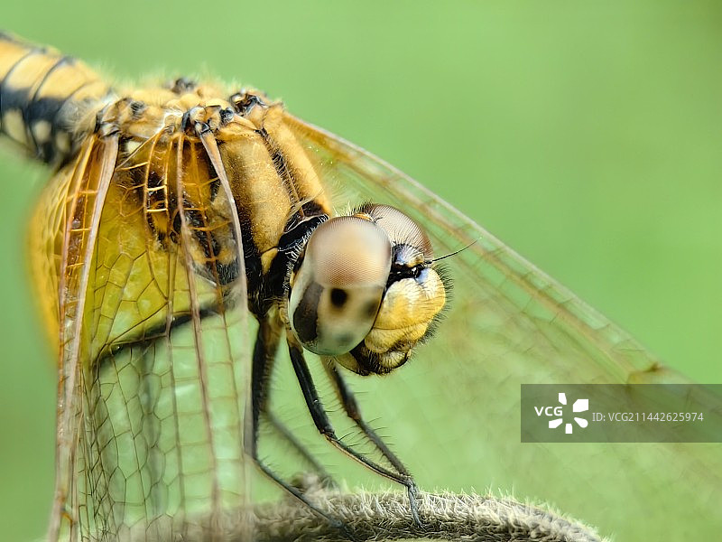 蜻蜓头部特写图片素材