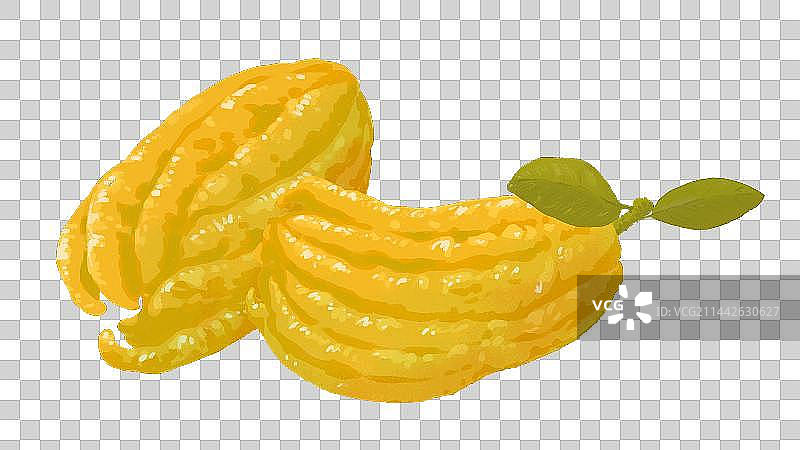 两颗黄色的佛手柑图片素材