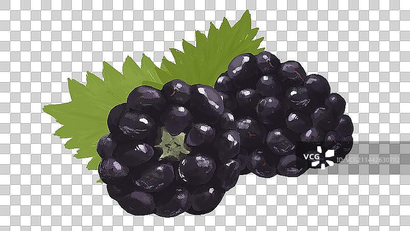 有叶子的两颗黑莓图片素材