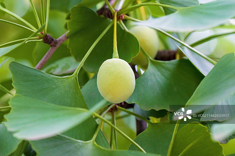 夏天银杏树上的绿色银杏果图片素材