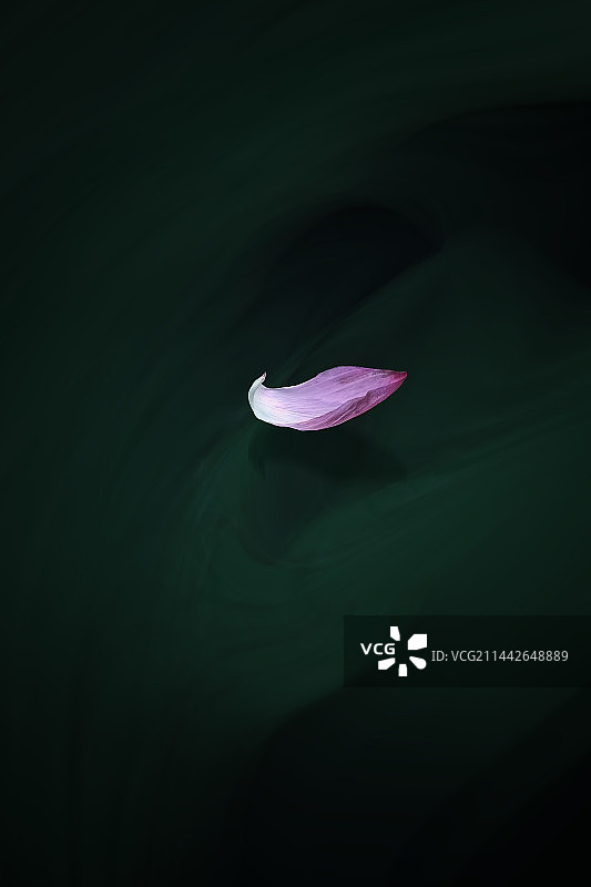 光影中的一枚荷花花瓣+南京图片素材